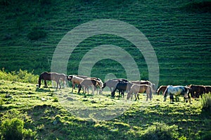 Horses in the mountains, equine, nag, hoss, hack, dobbin