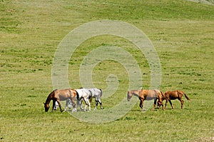 Horses in the mountains, equine, nag, hoss, hack, dobbin