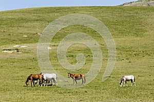 Horses in the mountains, equine, nag, hoss, hack, dobbin