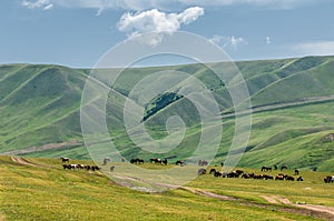 Horses in the mountains, equine, nag, hoss, hack, dobbin