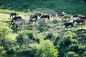 Horses in the mountains, equine, nag, hoss, hack, dobbin