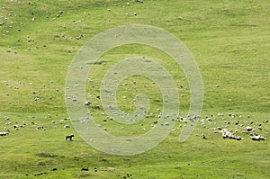 Horses in the mountains, equine, nag, hoss, hack, dobbin