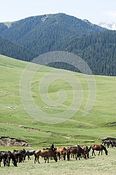 Horses in the mountains, equine, nag, hoss, hack, dobbin