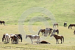 Horses in the mountains, equine, nag, hoss, hack, dobbin