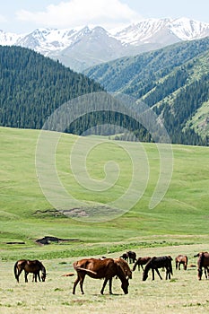 Horses in the mountains, equine, nag, hoss, hack, dobbin