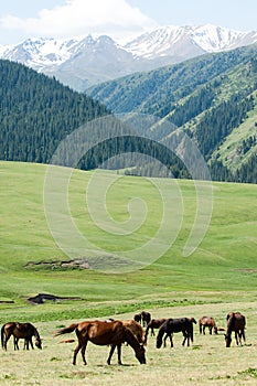 Horses in the mountains, equine, nag, hoss, hack, dobbin