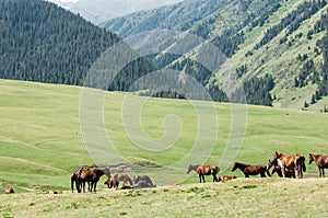 Horses in the mountains, equine, nag, hoss, hack, dobbin