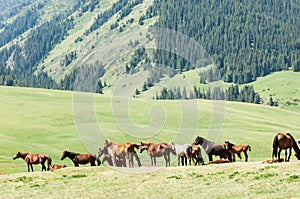 Horses in the mountains, equine, nag, hoss, hack, dobbin