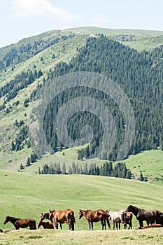 Horses in the mountains, equine, nag, hoss, hack, dobbin