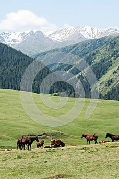 Horses in the mountains, equine, nag, hoss, hack, dobbin