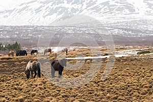 Horses in the mountains in Iceland.Icelandic horses. The Icelandic horse is a breed of horse developed in Iceland