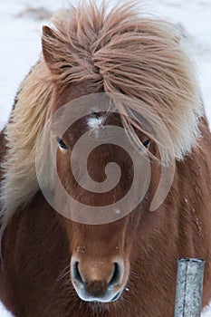 Horses in the mountains in Iceland.Icelandic horses. The Icelandic horse is a breed of horse developed in Iceland