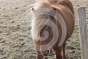 Horses in the mountains in Iceland.Icelandic horses. The Icelandic horse is a breed of horse developed in Iceland