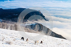 Horses in the mountains are looking for food under the snow.