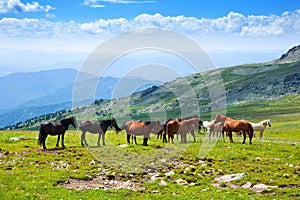 Horses on mountains meadow