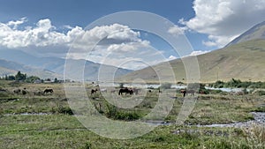 Horses in the mountains near the river. Horses walking and munching grass