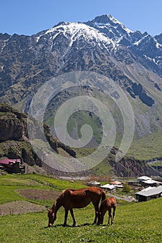 Horses in Mountains. Stepantsminda. Georgia. photo