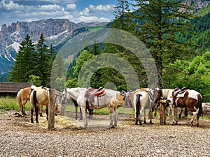Horses in the mountains in summer