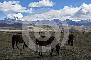 Horses in the mountains of Tagong