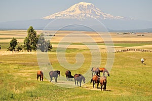 Horses and Mt. Adams