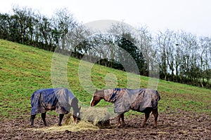 Horses in a muddy field in Herefordshire