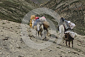 Horses and mules carrying heavy goods to steep rocky slope in Himalaya mountains, Ladakh, India