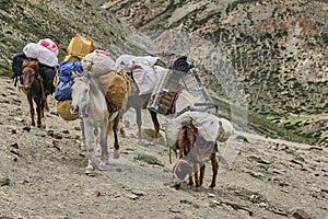 Horses and mules carrying heavy goods to steep rocky slope in Himalaya mountains, Ladakh, India