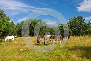 Horses and Mules in Mountain Pature photo