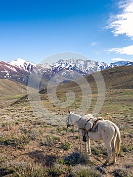 Horses and mules ready to use in the Cordillera de los Andes