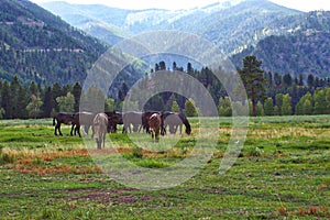 Horses and Mules, Rock Creek, Montana