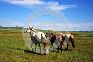 Horses on the Nailin Gol Grassland photo