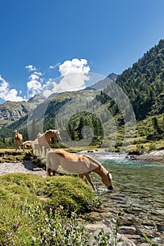 Horses in National Park of Adamello Brenta - Italy