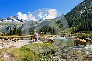 Horses in National Park of Adamello Brenta - Italy