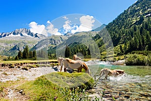 Horses in National Park of Adamello Brenta - Italy