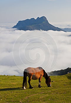 Horses in the natural park of Aiako Harriak.