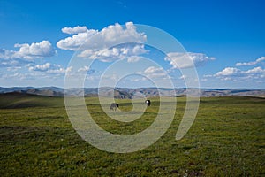 horses in the natural pasture in Inner Mongolian