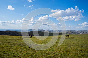 horses in the natural pasture in Inner Mongolian