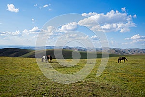 horses in the natural pasture in Inner Mongolian