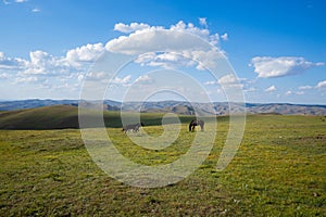 horses in the natural pasture in Inner Mongolian