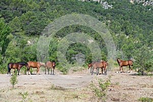 Horses in nature photo
