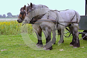 Horses on a nature island withe wild flowers