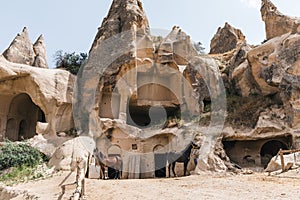 horses near caves in rocks at goreme national park,