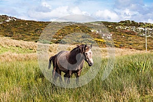 Horses near Connemara National Park, Co. Galway, Ireland