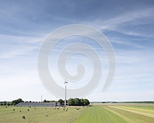 Horses near farm and wind turbines in dutch province of flevoland under blue sky in spring