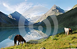 Horses near mountain lake Ak-kem