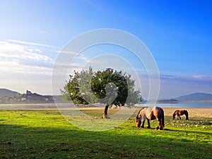 Horses near Nanclares de Gamboa