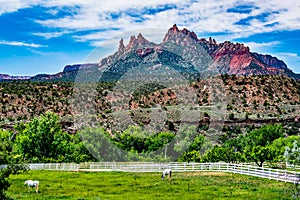 Horses Near Zion National Park, Utah.