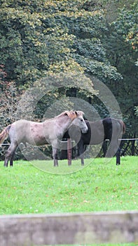 Horses Necking on a field of grass
