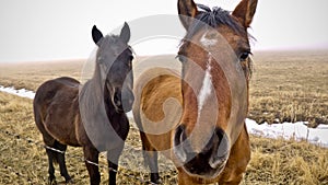 Horses, Nevada