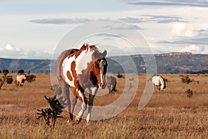 Horses in New Mexico on prairie